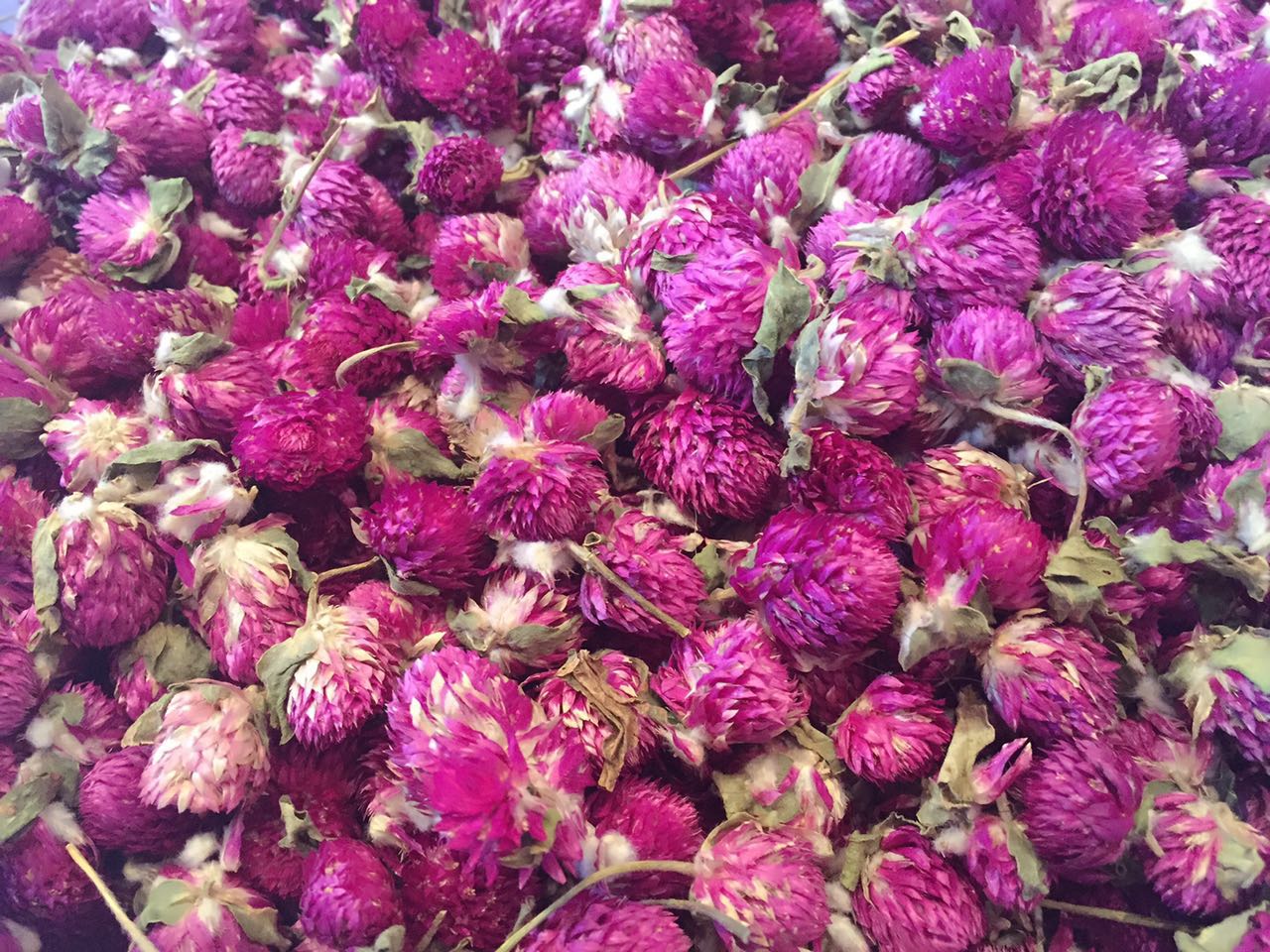 千日紫 千日红 批发  泡茶 泡澡3