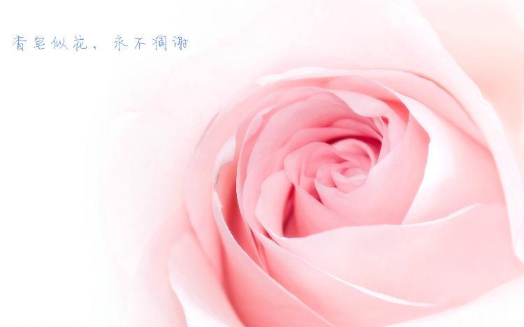 西式情人节礼物仿真玫瑰香皂花4