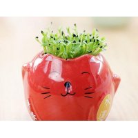 创意园艺可爱卡通招财猫五行绿色小盆栽