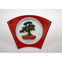 中式红木单棵装天然活体微型盆景绿色园艺