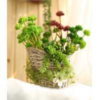 仿真6头小莲花 手感多肉装饰仿真花