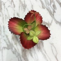 家居装饰高仿真植物花卉盆栽