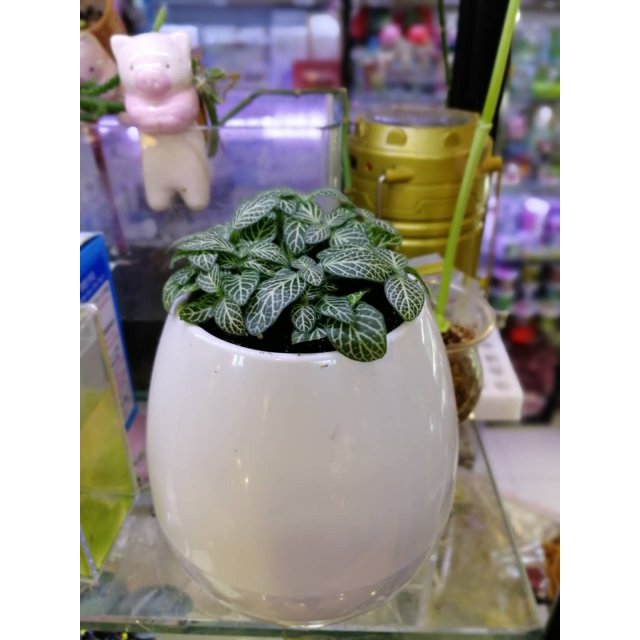 音乐花盆 触碰感应花盆 music pot