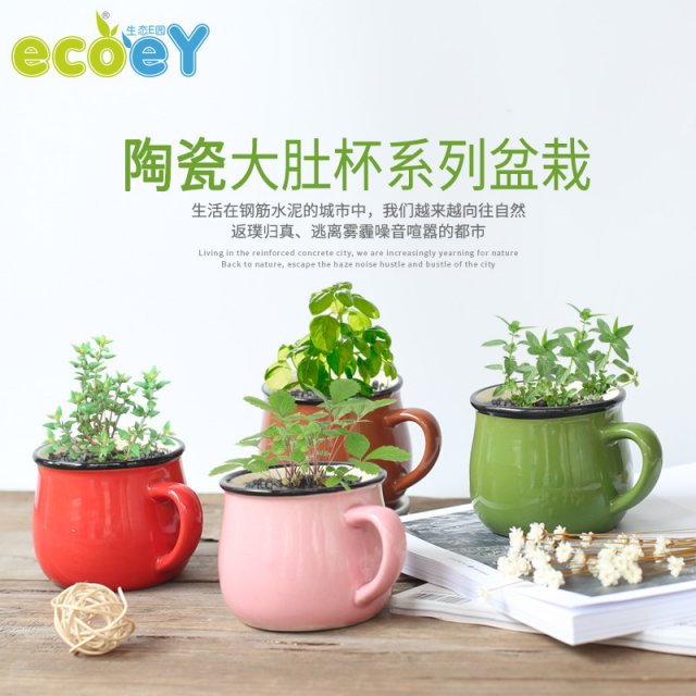 大肚杯盆栽
