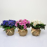铁宝盒 仿真藤壶美人菊 高品质假花绢花客厅桌摆落地装饰 FZH-020