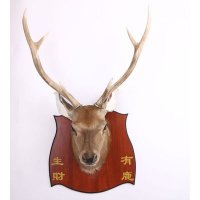 真鹿真角标本摆件鹿头真皮毛壁挂式模型工艺装饰品生财有鹿LB-2